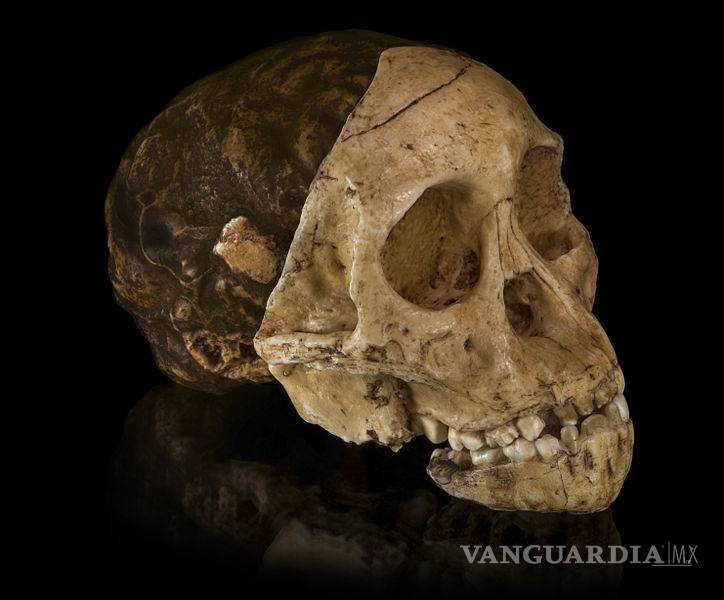 Las mamás Australopithecus africanus amamantaron durante el primer año de vida a sus hijos, según un estudio