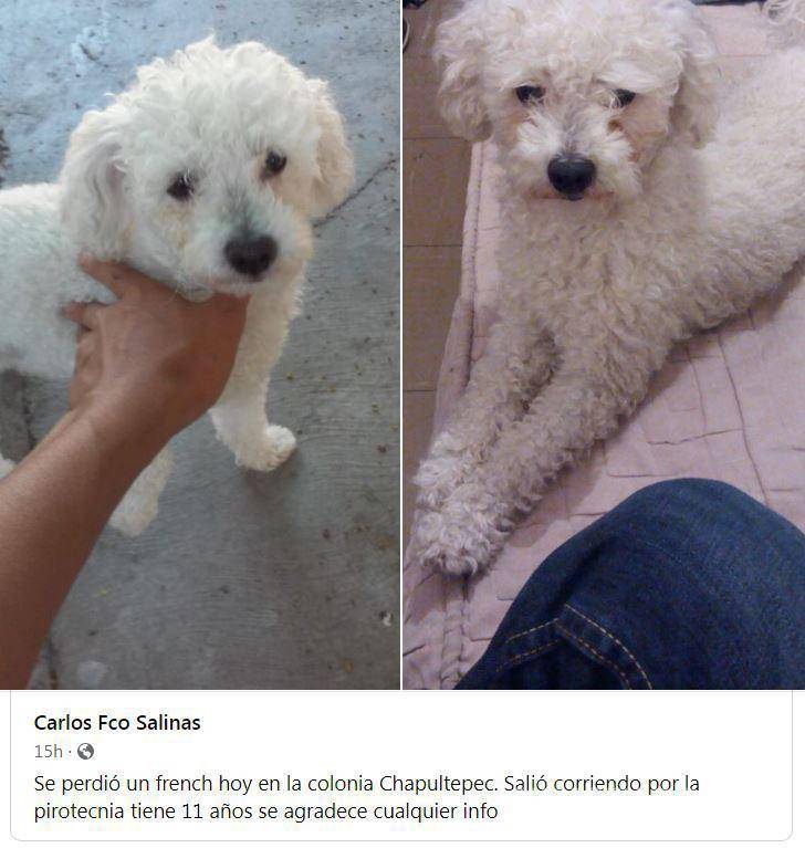 $!En medio de las publicaciones que buscan mascotas también destacan decenas de fotografías de cachorros que fueron encontrados y ahora son resguardados.