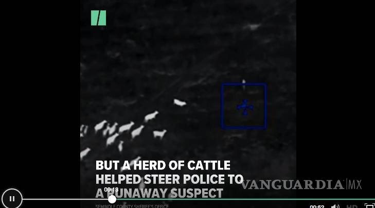 $!Vacas persiguen a fugitiva y facilitan su captura en Florida