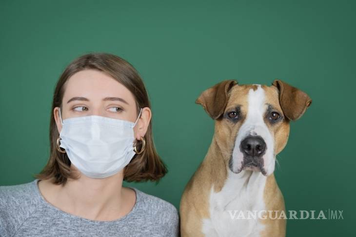 $!¿Qué pasa cuando las personas que tienen mascotas enferman de coronavirus?