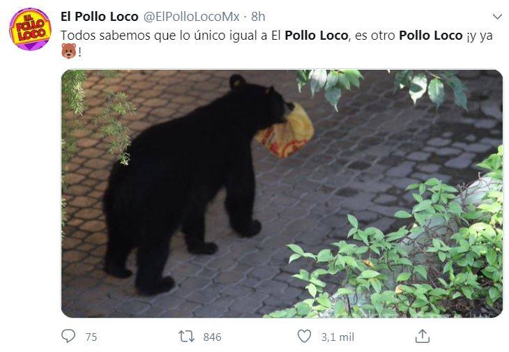 $!Oso se vuelve viral por robar orden de Pollo Loco en Nuevo León