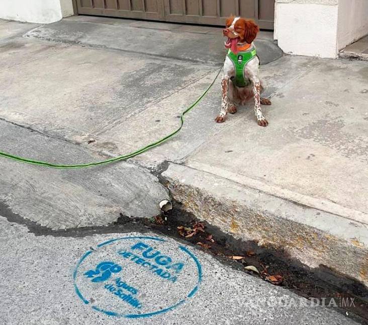 $!Según la Agsal, “Manchas” recorre diariamente 4.8 kilómetros buscando fugas de agua.