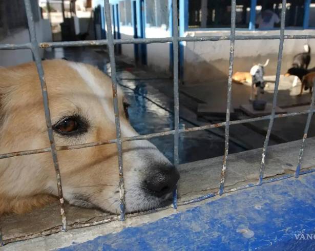 Autoridades municipales llamaron a no comprar mascotas como regalos decembrinos y a promover la adopción.