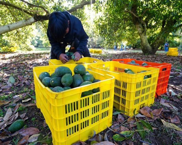 En este penúltimo mes del 2024, las actividades primarias fueron las que mostraron el dinamismo más bajo, siendo la agricultura, ganadería, pesca, caza y explotación forestal, las que redujeron su producción económica. FOTO: