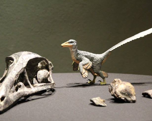 Xenovenator esponosai es una nueva especie de dinosaurio presentada hace pocos días por el Museo del Desierto.