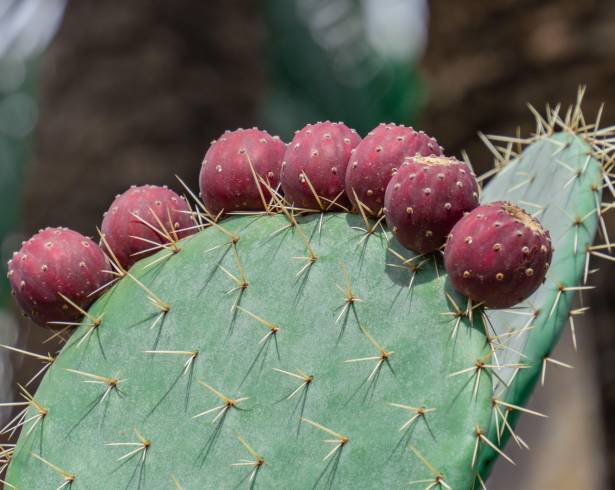 Elección. Esta fruta destaca de forma gestonómica por su resiliencia climática para los platillos que, sin duda, conquistan paladares.