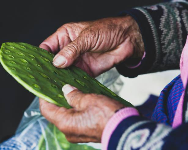 El nopal: orgullo y símbolo nacional mexicano