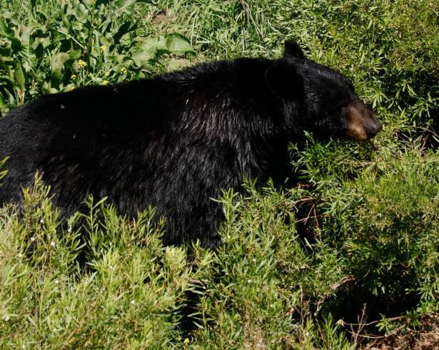 Los osos Capy, Camila, Buñuelo, Samu y Bebé Leche celebrarán 15 años en el Museo del Desierto, tras haber sido rescatados del incendio forestal ocurrido en 2011 en Boquillas del Carmen.