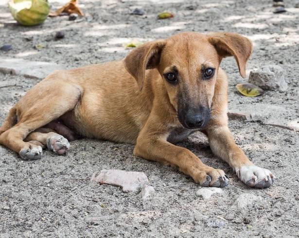 El Ayuntamiento busca revertir la sanción de 1.1 millones de pesos y solicita que se realice una visita de inspección para evaluar el procedimiento integral.