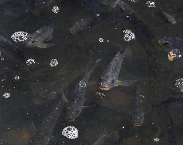 El lago presenta problemas de sobrepoblación de peces, por lo que se realiza pesca de control todos los lunes.