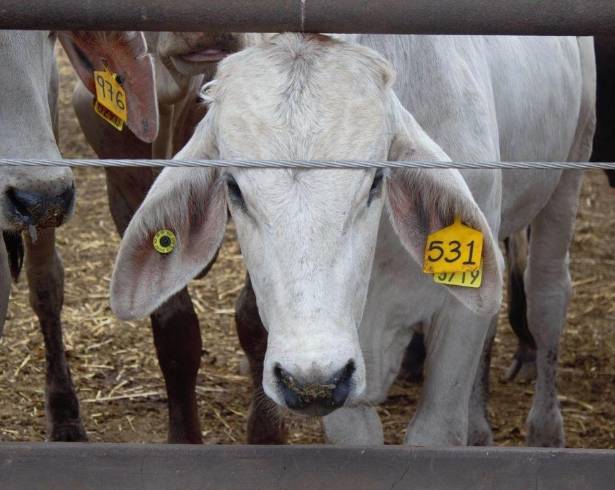 Luego de meses de alerta por esta plaga, se reporta el primer caso en el ganado de la entidad.