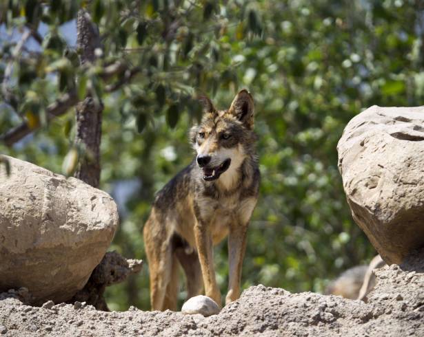 Lobo gris mexicano, especie protegida por la Ley de Especies en Peligro de Extinción