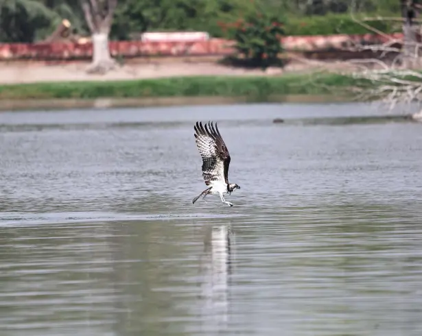 El águila pescadora es una rapaz especializada en capturar peces; su presencia en Saltillo ha sido documentada en distintas temporadas.