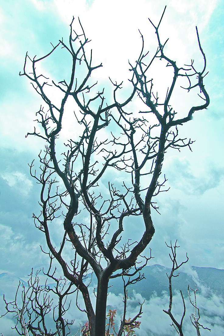 $!Lo que el incendio se llevó: un paisaje que nunca más verán nuestros ojos