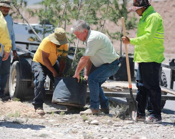 Personal municipal de Saltillo realizó labores de reforestación en el camellón central del bulevar Franz Zabroky Wrobel como parte del programa “Bosques urbanos lineales.