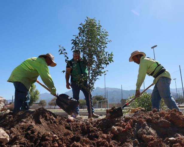 El Gobierno Municipal de Saltillo ha sembrado más de 15 mil árboles como parte de su estrategia ambiental para fortalecer la calidad de vida en la ciudad.