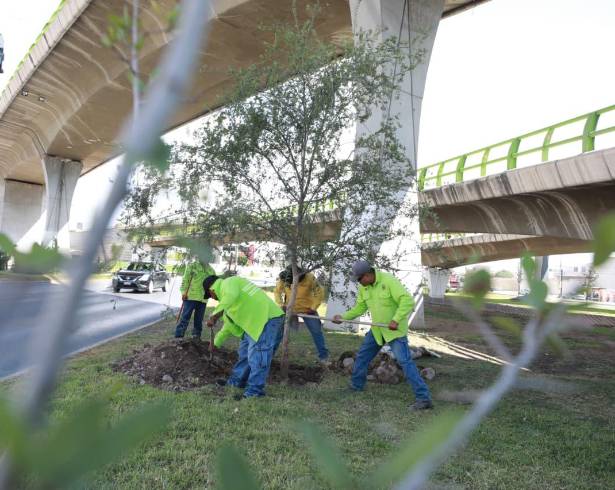 La Dirección de Medio Ambiente y Desarrollo Sustentable y el Vivero Municipal estuvieron a cargo de la plantación.