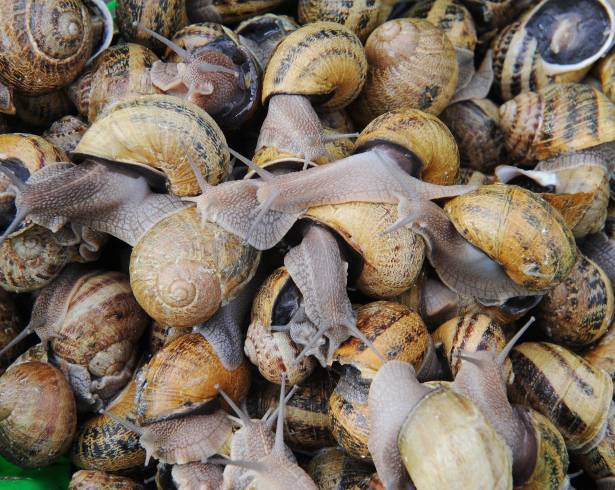 La gente ha comido caracoles desde hace al menos 170.000 años, y los caracoles han sido un aperitivo en el Mediterráneo.