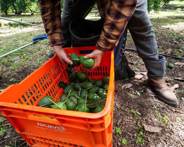 De acuerdo con productores, en agosto se exporta entre el 60% y el 70% del monto de los mejores meses..