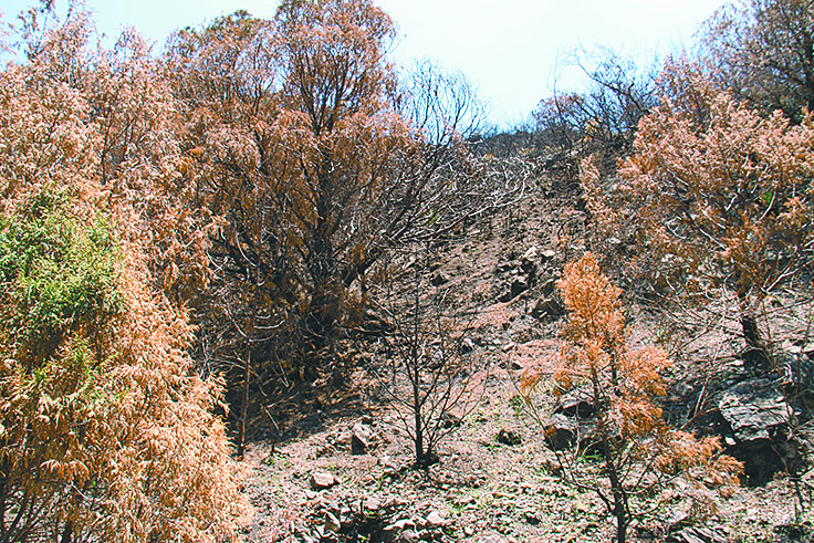 $!Lo que el incendio se llevó: un paisaje que nunca más verán nuestros ojos