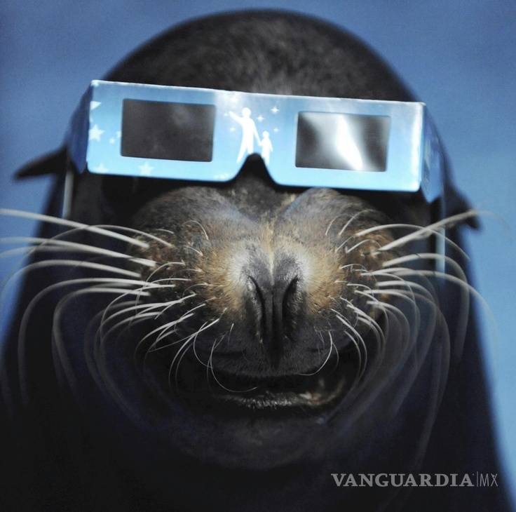 $!¿Cómo reaccionan los animales a los eclipses solares?