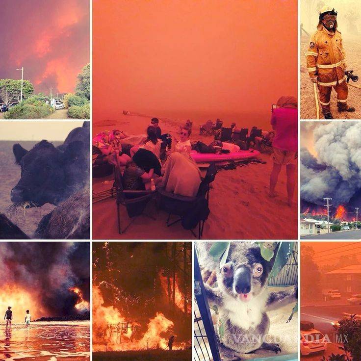 $!La mitad de koalas sanos en Australia ya han muerto, por mega incendio