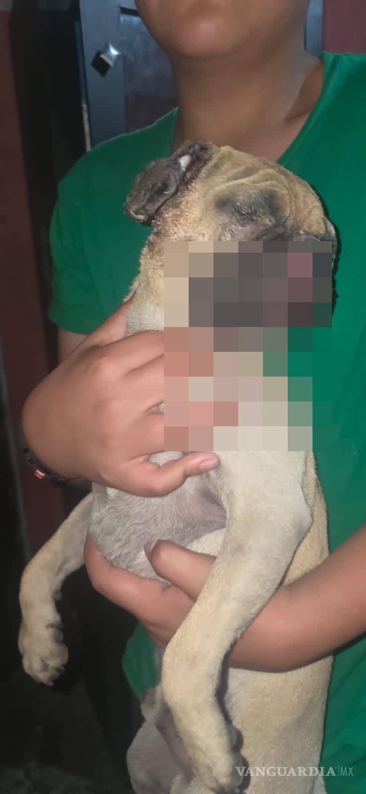 $!El perro resultó con quemaduras tras el flamazo provocado por una fuga de gas en un domicilio de la colonia Bellavista.