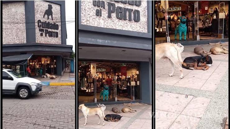 $!Perritos descansan afuera de tienda ‘Cuidado con el Perro’ en México.