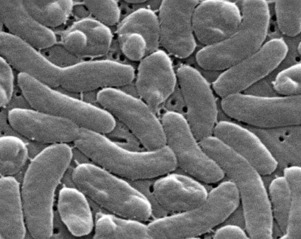 Durante décadas, Vibrio vulnificus estuvo especialmente asociada con las cálidas aguas del sureste estadounidense y del Golfo de México.