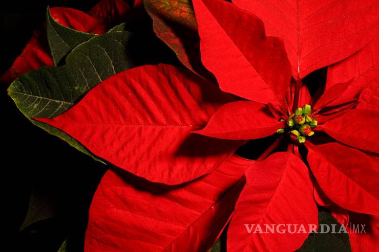 $!Estado de Morelos obtiene Récord Guinness por el tapete de nochebuenas más grande