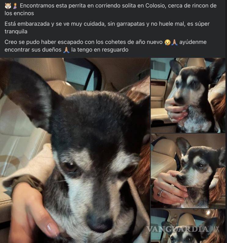 $!Algunos canes llegaron por sí solos a otros domicilios en busca de refugio, evidenciando el alto nivel de estrés que generan los fuegos artificiales en los animales.