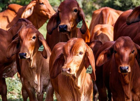 Niegan existencia de un segundo caso de gusano barrenador en Oaxaca