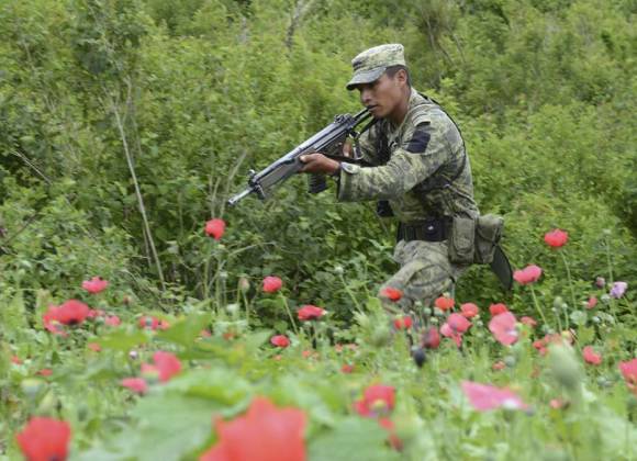 Cunden Cultivos De Amapola En Varias Regiones Del Pa S