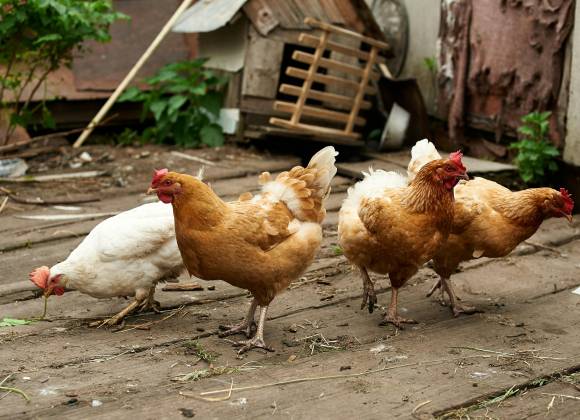 Dan negativo padres de niña con influenza aviar