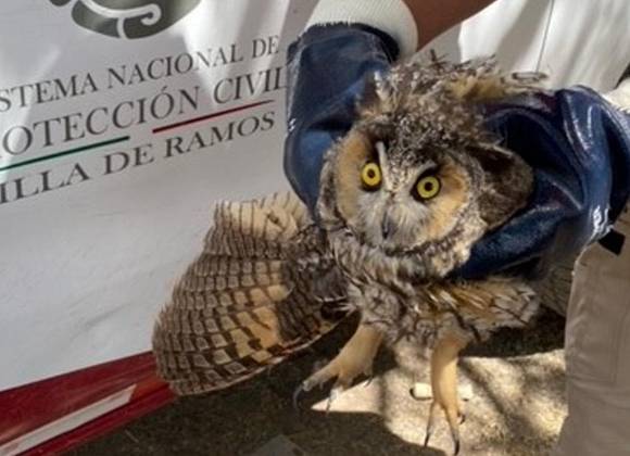 ¡Creían que era una Bruja!...Profepa rescata a búho agredido en San Luis Potosí