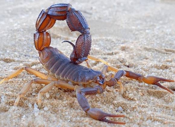 ¿Cómo saber si un alacrán es venenoso o inofensivo?... Así puedes diferenciarlos