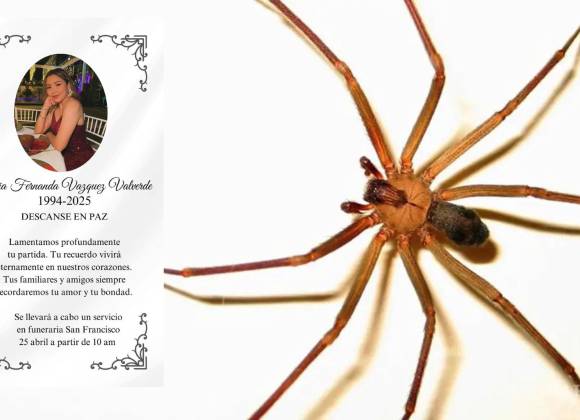 ¿Cómo identificar la mordedura de araña violinista? Viralizan el caso de Fernanda Vázquez