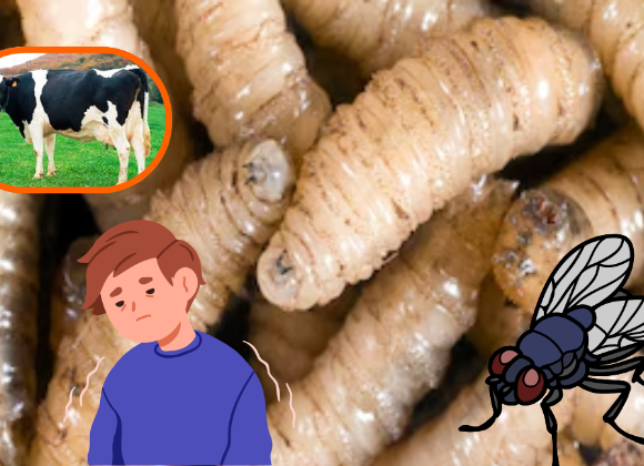 Gusano barrenador en México; síntomas y cómo reconocerlo