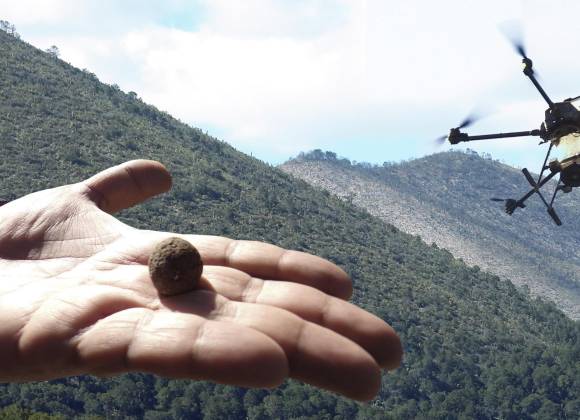 Reforestación con dron: el proyecto piloto que busca revivir la Sierra de Arteaga