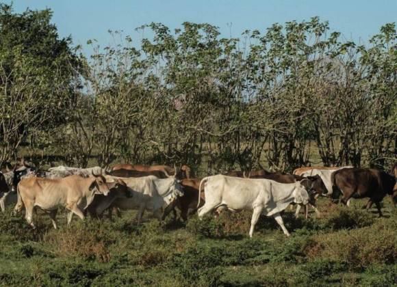 Pedirán a Claudia Sheinbaum apoyo a ganaderos y obreros en Coahuila