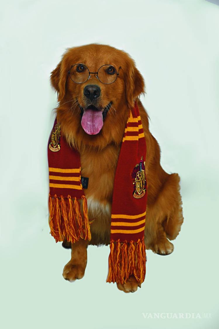 $!Aquiles es un perrito golden retriever.