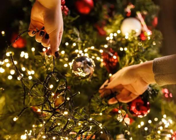 La medida busca evitar que los pinos sean abandonados en calles, arroyos o ecosistemas.