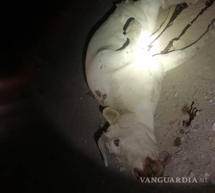 Vaca se les atraviesa a paisanos en la carretera a Monclova y los manda al hospital