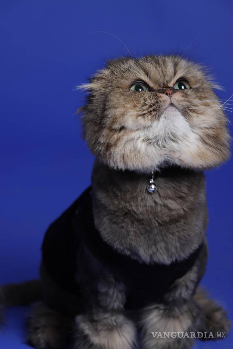 $!El nombre de Kenzo se debe a la marca que lleva como logo un tigre.