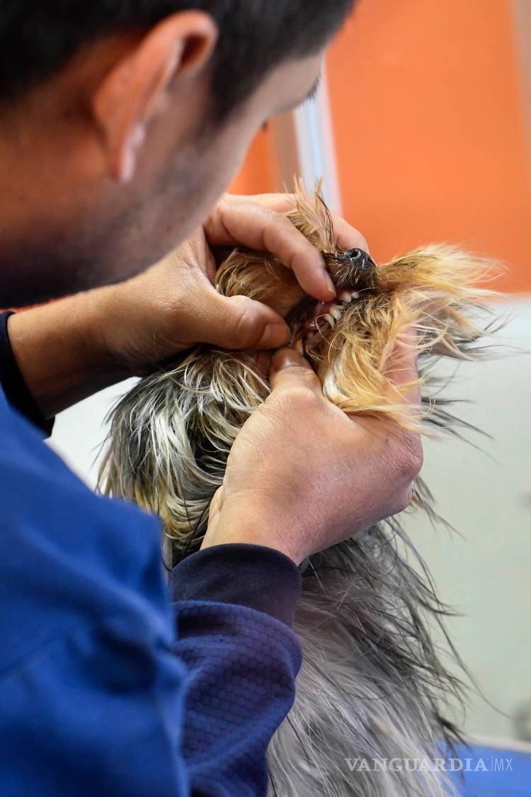 $!Por esta razón las mascotas no son un regalo que puedes desechar