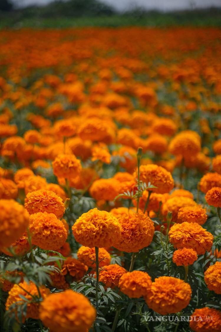 $!Su sabor es ligeramente floral, herbal y con un pequeño amargor.