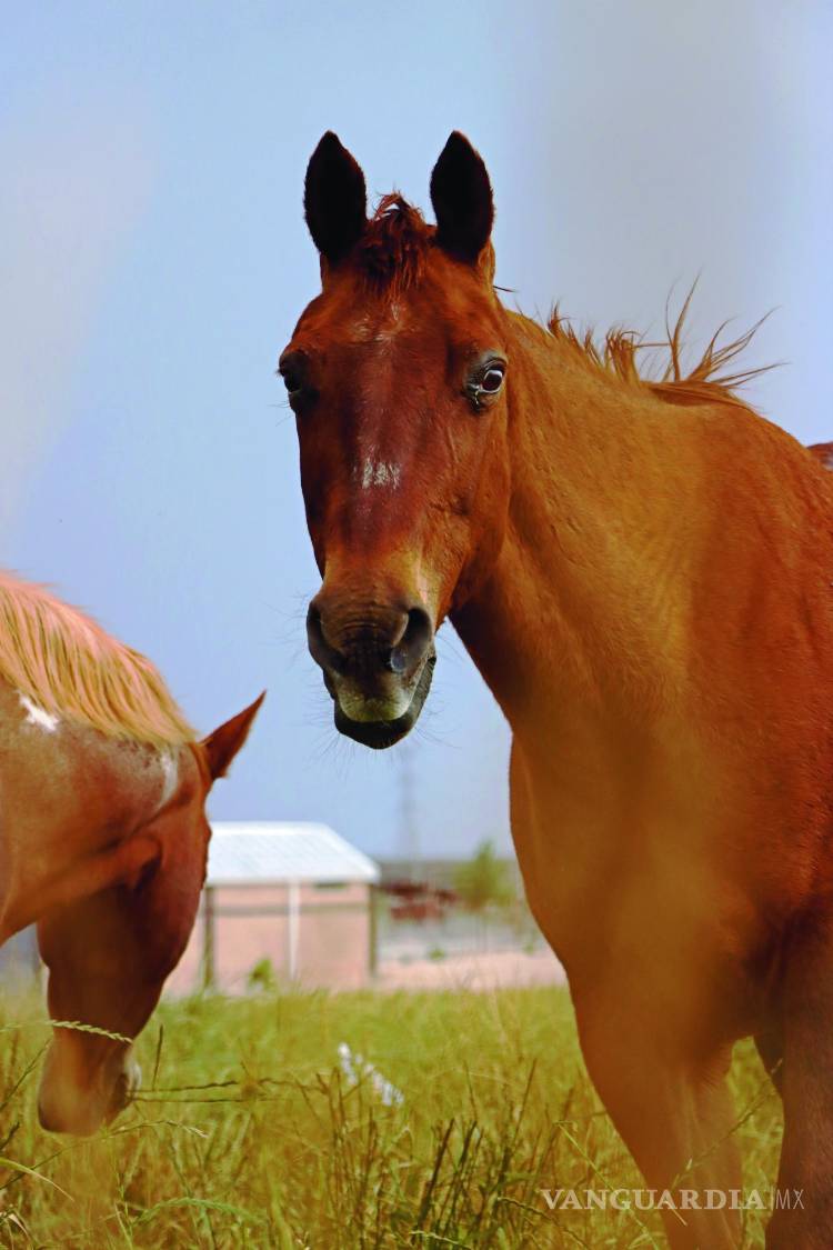$!Ale y Álvaro, creadores de Tashunka Equinoconsciencia, se prepararon en “Psicoterapia Asistida con Equinos” y en “Coaching con Caballos”.
