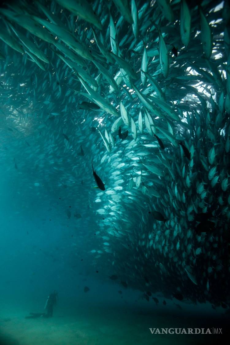 $!En México los tiburones valen más vivos que muertos