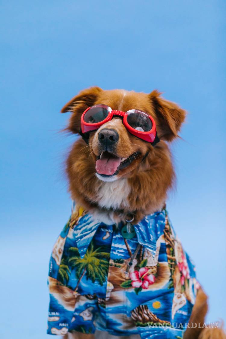 $!Las gafas de sol adaptadas para perros, conocidas como doggles, combinan la estética veraniega con la protección ocular necesaria frente a la radiación ultravioleta, el viento y la arena de las playas. Foto: RDNE Stock Project (Pexels).