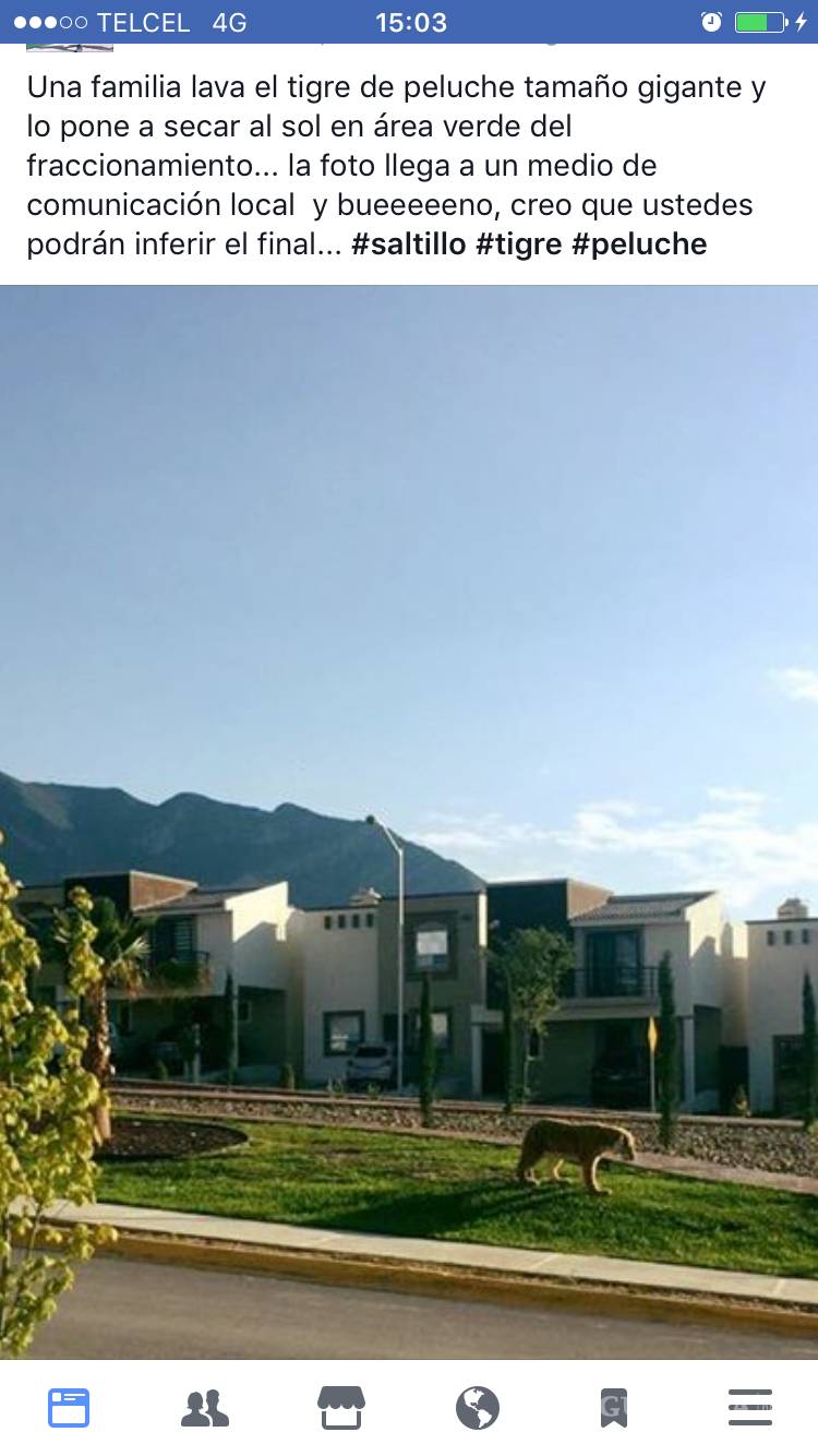 $!Tigre "suelto" causa polémica en Saltillo... era de peluche